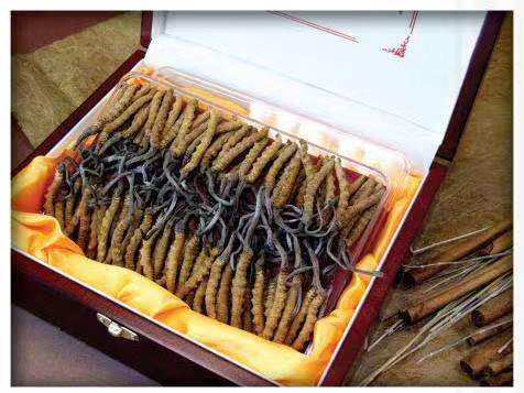 平罗冬虫夏草回收